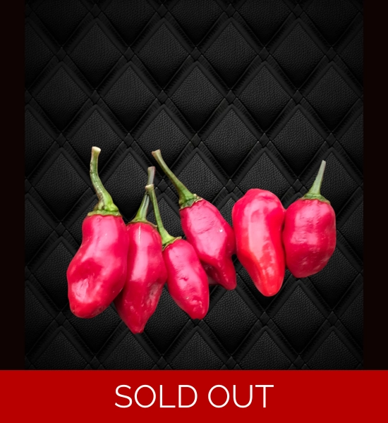 NEYDE RED SAVINA (F5)->(f6) (10+seeds)